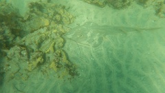 Pseudobatos productus