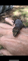 Oedura tryoni