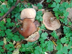 Paxillus involutus