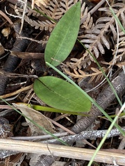 Cryptostylis erecta