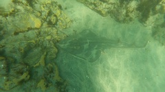 Pseudobatos productus