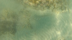 Pseudobatos productus