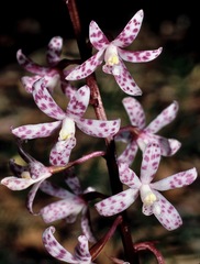Dipodium pardalinum