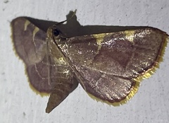 Hypsopygia