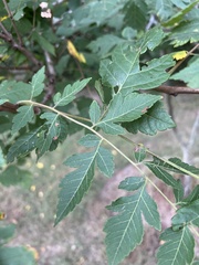 Koelreuteria paniculata