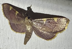 Hypsopygia