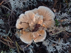 Hydnellum aurantiacum