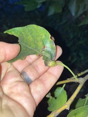 Pemphigus spyrothecae