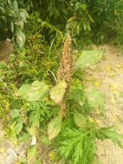 Amaranthus retroflexus