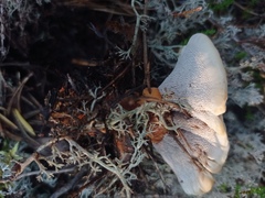 Hydnellum aurantiacum