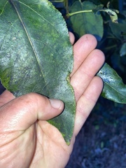 Thecabius populimonilis