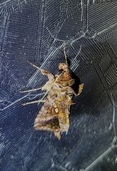 Autographa precationis