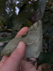 Thecabius populimonilis