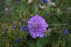 Scabiosa comosa
