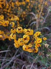 Dillwynia sieberi