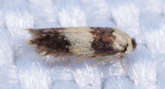 Stigmella nigriverticella