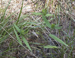 Dichanthelium commutatum