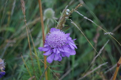 Scabiosa comosa