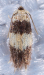 Stigmella nigriverticella