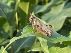 Melanoplus sanguinipes