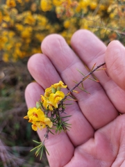 Dillwynia sieberi