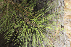 Pinus taeda