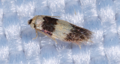 Stigmella nigriverticella