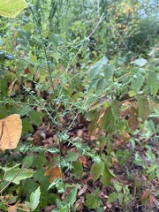 Symphyotrichum anomalum