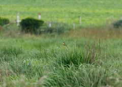 Spiza americana