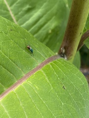 Torymidae