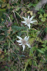 Leontopodium junpeianum