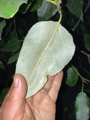 Thecabius populimonilis