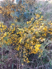 Dillwynia sieberi