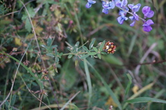 Medicago