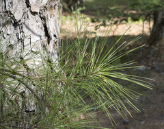 Pinus taeda