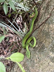 Trimeresurus stejnegeri