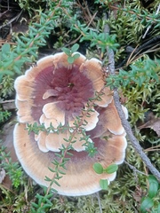 Hydnellum aurantiacum