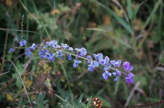 Oxytropis coerulea