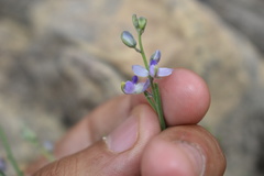 Hebecarpa barbeyana