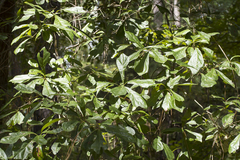 Quercus nigra