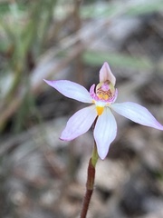 Caladenia alata