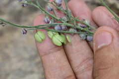 Hebecarpa barbeyana