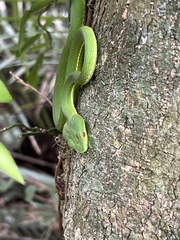 Trimeresurus stejnegeri