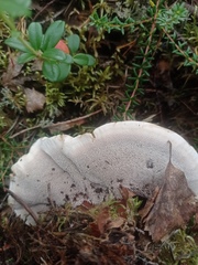 Hydnellum aurantiacum
