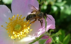 Melandrena
