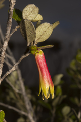 Nematolepis phebalioides