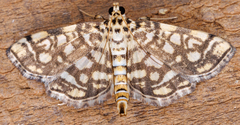 Lygropia rivulalis