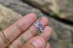 Hebecarpa barbeyana