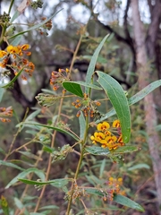 Daviesia corymbosa