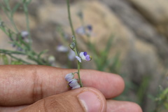 Hebecarpa barbeyana